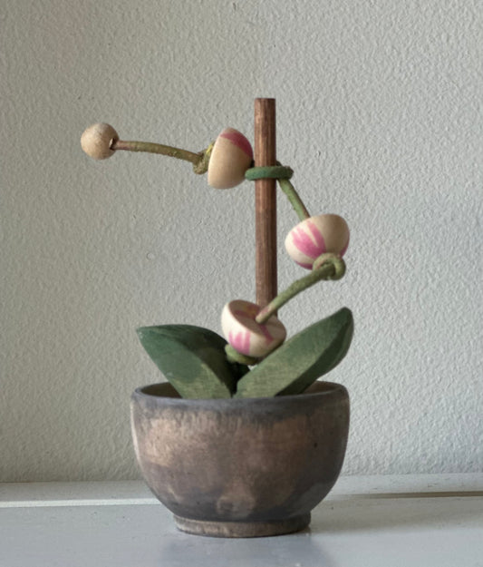 Phalaenopsis Orchid